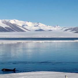 Lone Adelie and whale