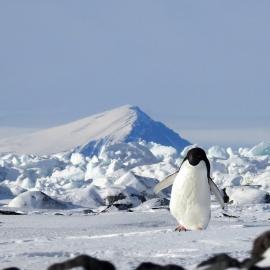 Adelie Penguin Beaufort Island
