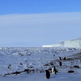 Cape Bird Pano