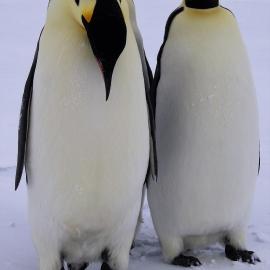 Three Emperor Penguins