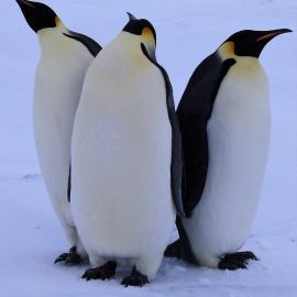 Three Emperor Penguins