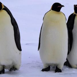 Three Emperor Penguins