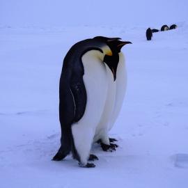 Emperor Penguin