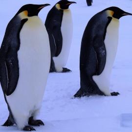 Emperor Penguins