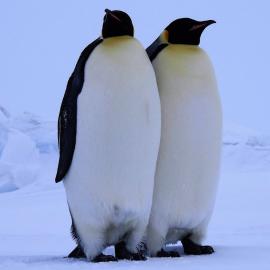 Two Emperor Penguins