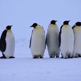 Five Emperors