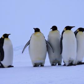 Five Emperors