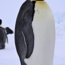 Emperor Penguin