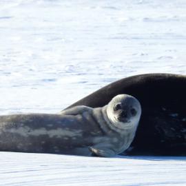 Seal pup