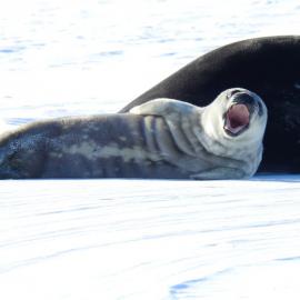 Seal pup yawn