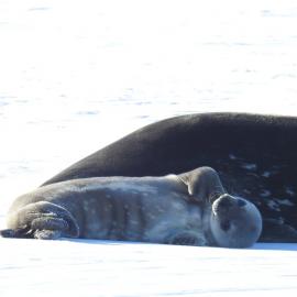 Seal pup