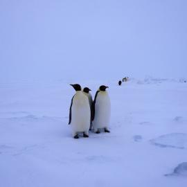 Emperors at Cape Bird