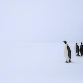 Penguins 