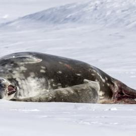 Weddell Seal 