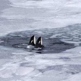 Killer Whales