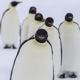 Emperor Penguins 