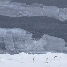 Sea Ice