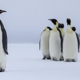 Emperor Penguins 