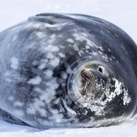 Weddell Seal 