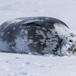 Weddell Seal 
