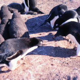 Adelie Penguins and chicks