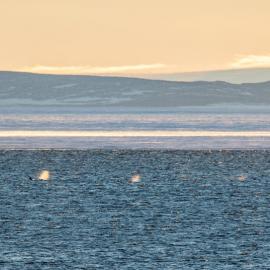 Killer Whales in distance 