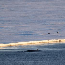 Killer Whales in distance 