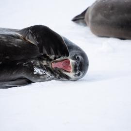 Seal pup