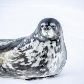 Weddell Seal