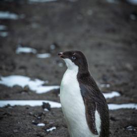 Adelie penguin