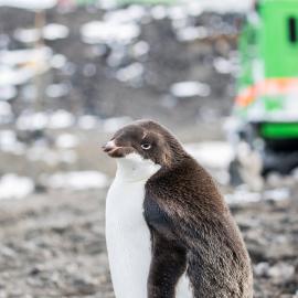 Adelie Penguin