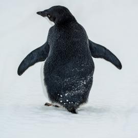 Back of Adelie penguin