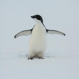 Front of Adelie penguin
