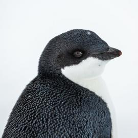Adelie Penguin