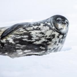 Weddell Seal