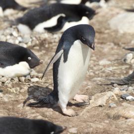 Adelie at Cape Bird 
