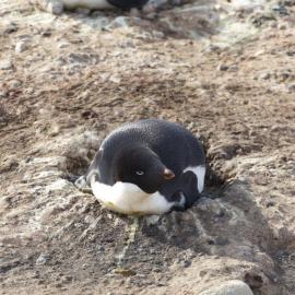 Adelie at Cape Bird 