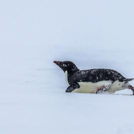 Adelie belly sliding in the snow