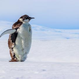 Moult penguin