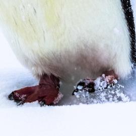 Penguin feet