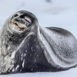 Winking seal