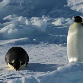 Emperor Penguins 