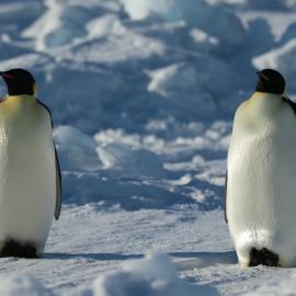 Emperor Penguins 