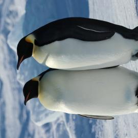 Emperor Penguins 