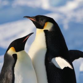 Emperor Penguins 