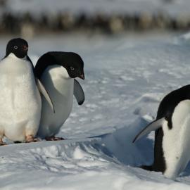 Adelie Penguins 