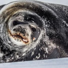 Weddell Seal