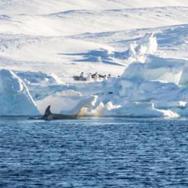 Killer whales at Scott Base (2)