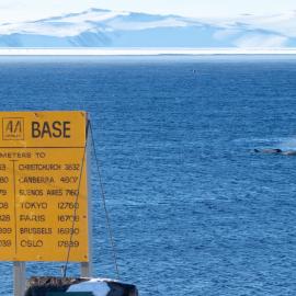 Killer whales at Scott Base (3)