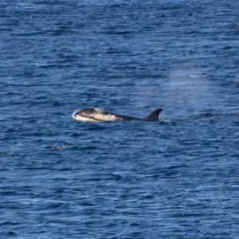 Killer whales at Scott Base (4)